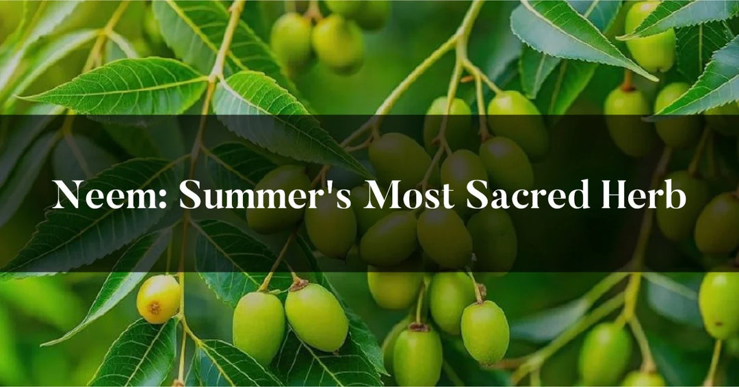 NEEM: SUMMER'S MOST SACRED HERB OHRIA AYURVEDA